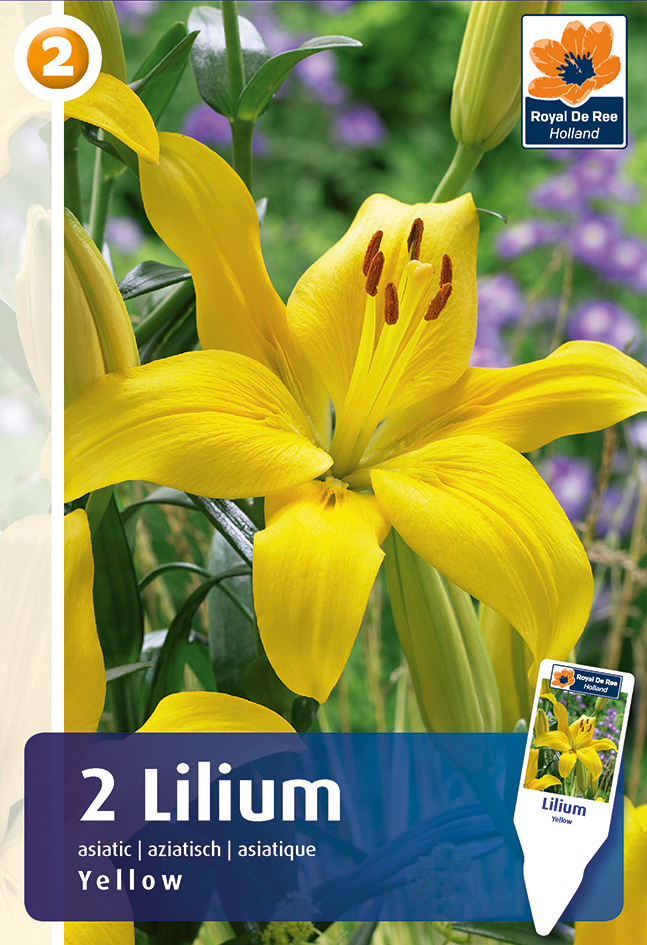 Lilija Asiatic Yellow 2gab.