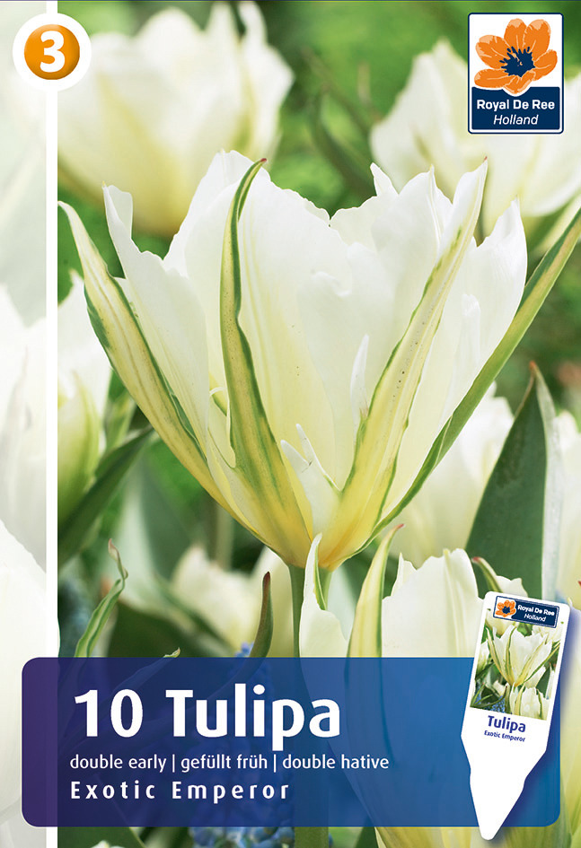 Tulpe Exotic Emperior 10 gab.