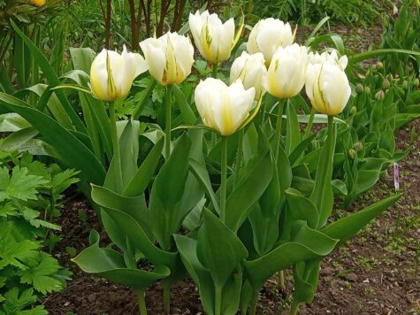 Tulpe Exotic Emperior 10 gab.