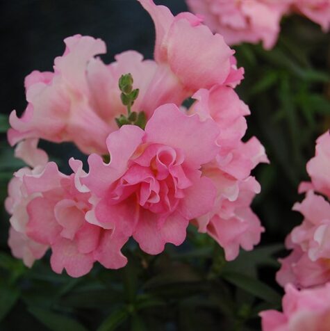 Lielā lauvmutīte Twinny Double Flowered Rose F1 100 sēklas