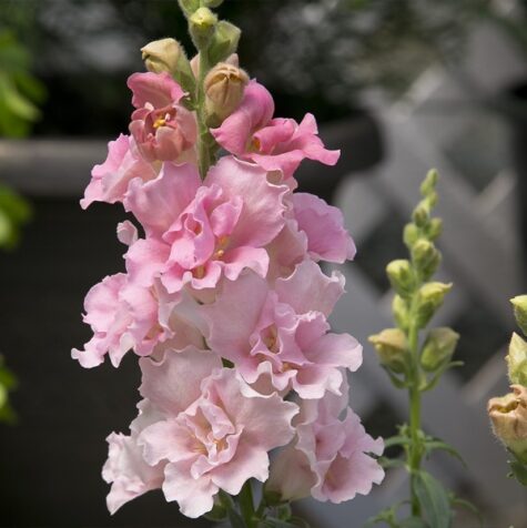 Lielā lauvmutīte Twinny Double Flowered Rose F1 100 sēklas