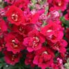 Lielā lauvmutīte Twinny Double Flowered Violet F1 100 sēklas