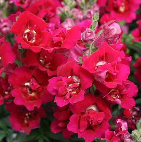 Lielā lauvmutīte Twinny Double Flowered Violet F1 100 sēklas