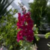 Lielā lauvmutīte Twinny Double Flowered Violet F1 100 sēklas