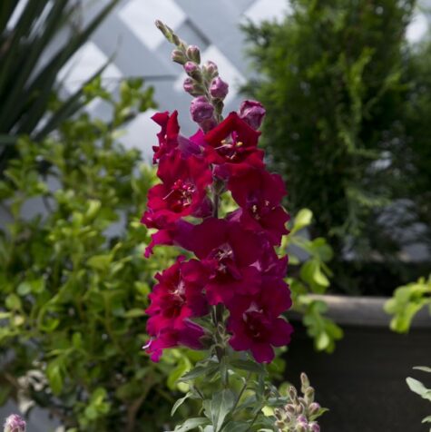 Lielā lauvmutīte Twinny Double Flowered Violet F1 100 sēklas