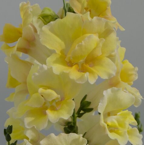 Lielā lauvmutīte Twinny Double Flowered Yellow Shades F1 100 sēklas
