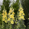 Lielā lauvmutīte Twinny Double Flowered Yellow Shades F1 100 sēklas