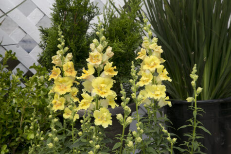 Lielā lauvmutīte Twinny Double Flowered Yellow Shades F1 100 sēklas