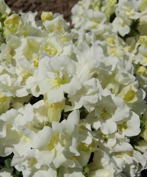 Lauvmutīte Twinny Double Flowered White F1 100 sēklas