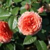 Roze Chippendale Kailsaknis 1gab