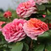 Roze Chippendale Kailsaknis 1gab