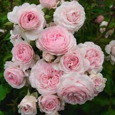 Roze Larissa Kailsaknis 1gab