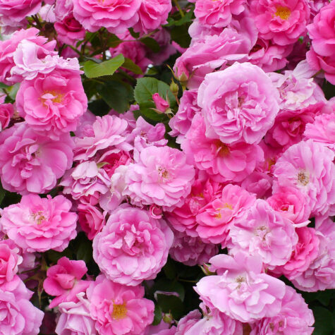 Roze Morden Centennial Kailsaknis 1gab