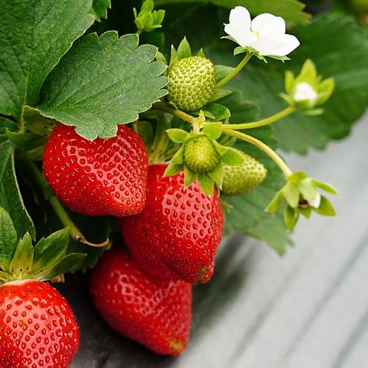 Dārza zemenes VERDI frigo stādi 20gab