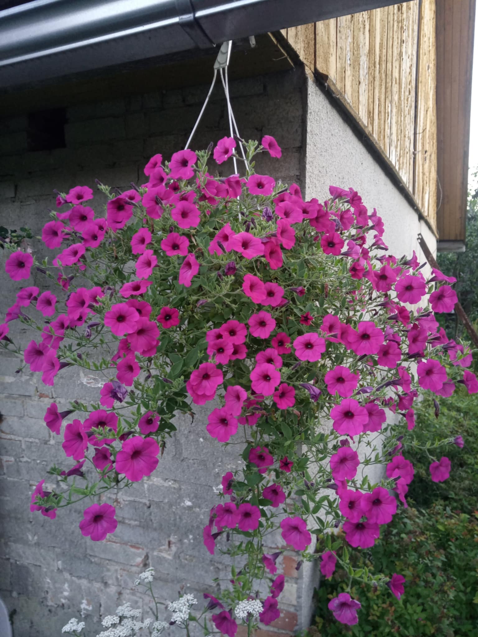 Nokarenā Petūnija Purple Velvet F1 S