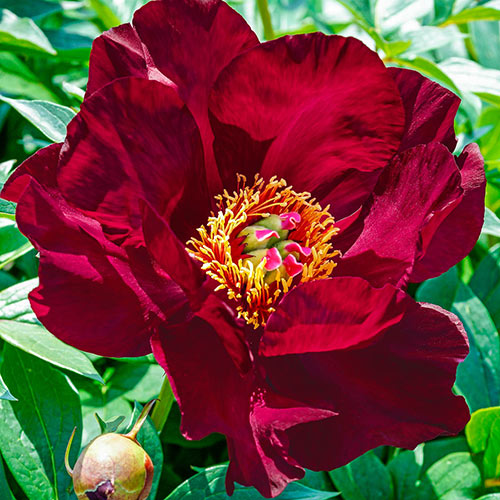Peonija ITOH Scarlet Heaven 1 gab