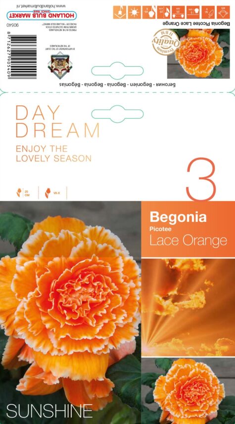 Begonija Lace Orange 3 gab