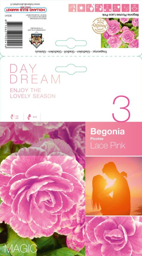Begonija Lace Pink 3 gab