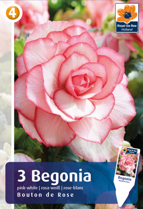 Begonija Bouton de Rose 3 gab