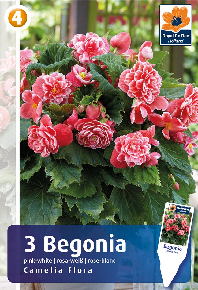 Begonija Camelia Flora 3 gab