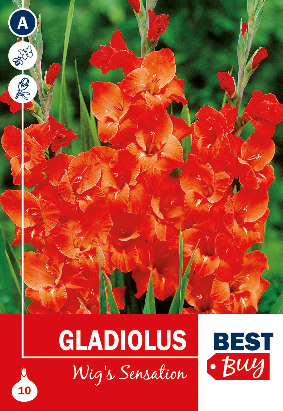 Gladiola Wig's Sensation 10 gab