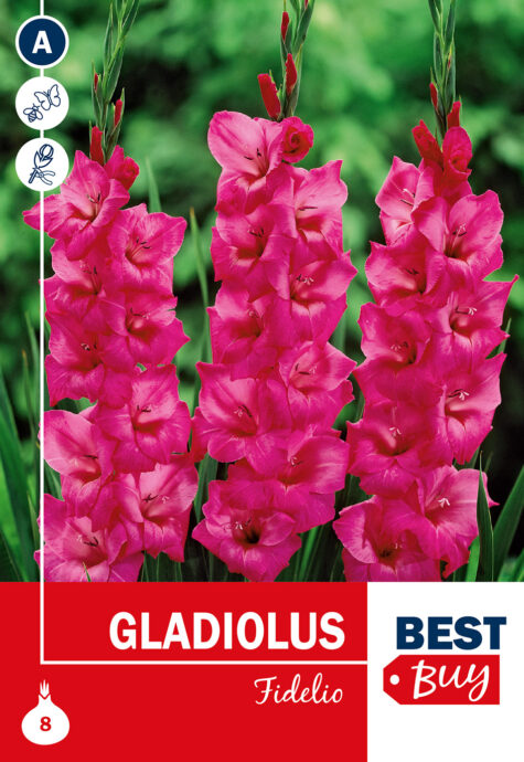 Gladiola Fidelio 8 gab