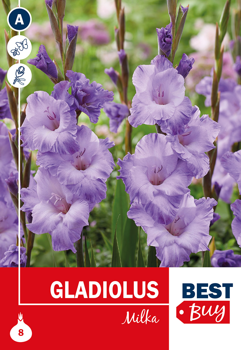 Gladiola Milka 8 gab