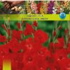 Gladiola Matchpoint 7 gab
