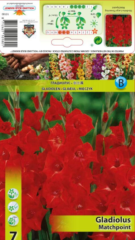 Gladiola Matchpoint 7 gab