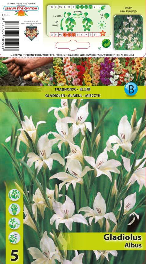 Gladiola Mini Albus 5 gab