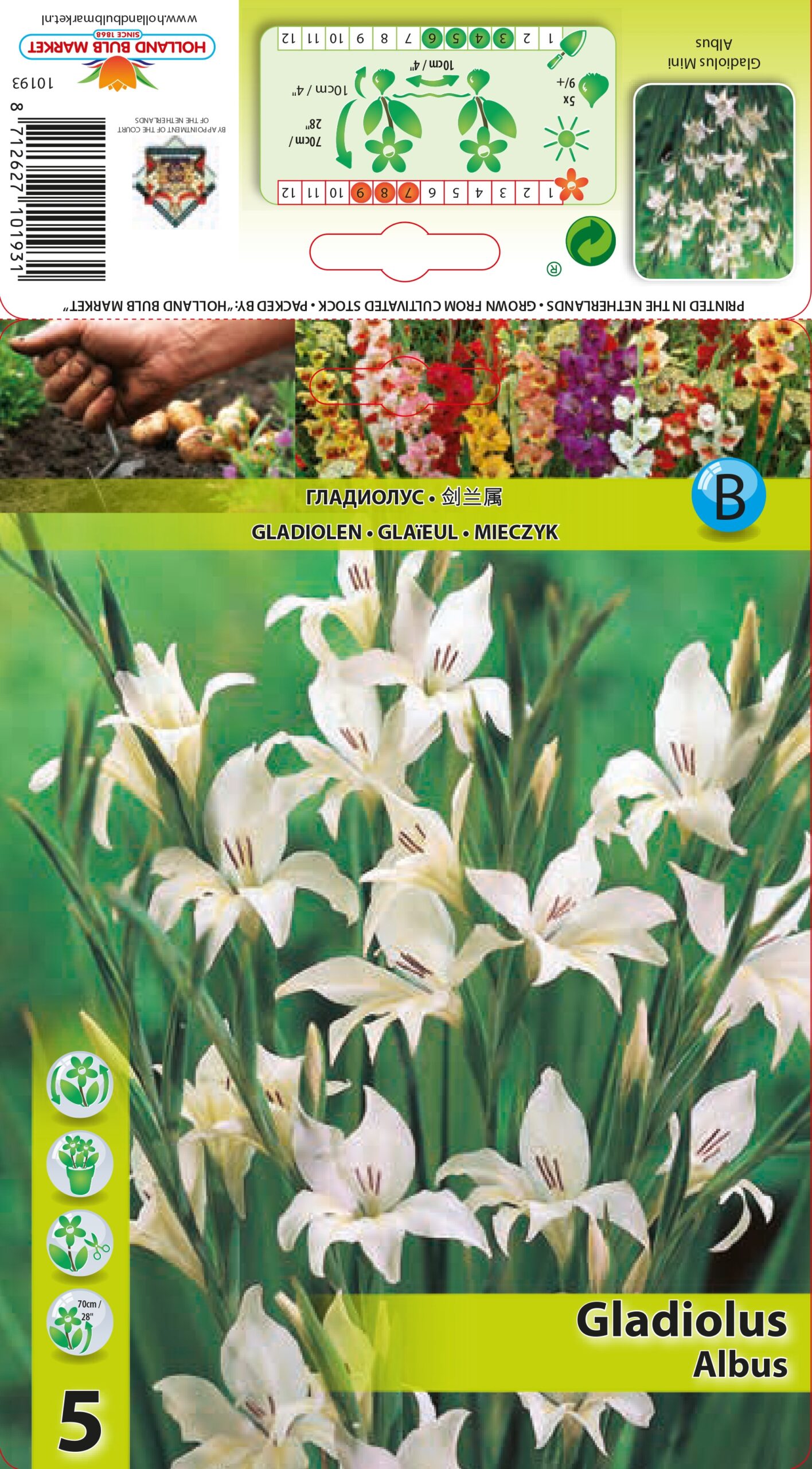 Gladiola Mini Albus 5 gab