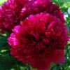 Peonija Red Grace Kailsaknis 1gab