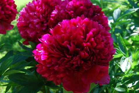 Peonija Red Grace Kailsaknis 1gab