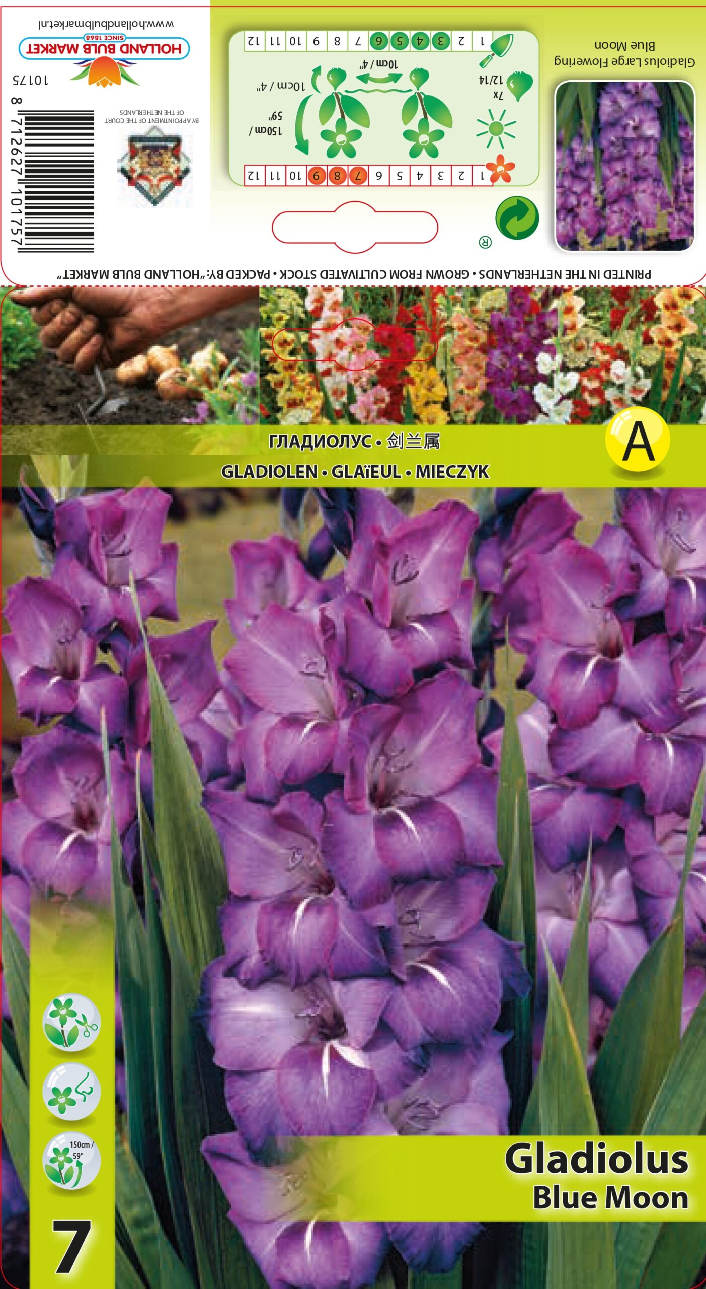 Gladiola Blue Moon 7 gab