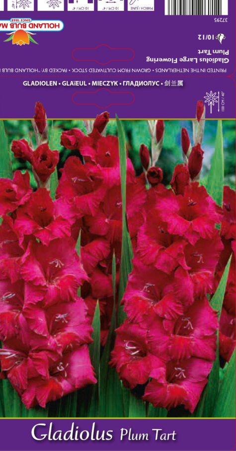 Gladiola Plum Tart 15 gab