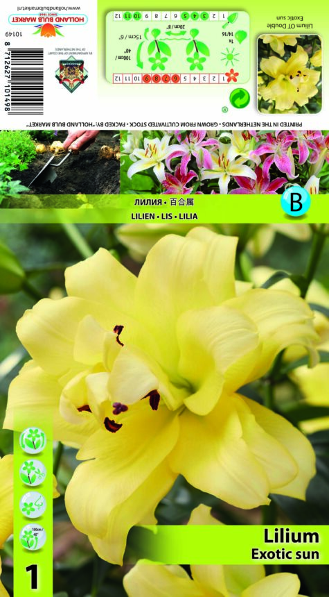 Lilija Exotic Sun 1 gab.