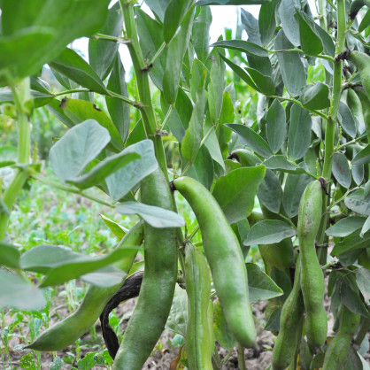 Lauka pupa Green Hangdown 1 kg