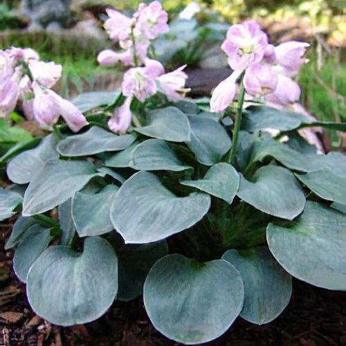 Hosta BLUE MOUSE EARS augs P9
