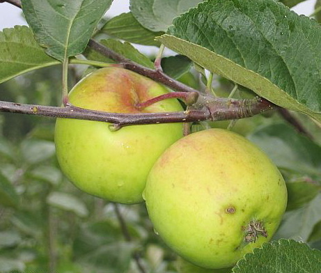 Ābele Liivi Kuldrenett C8
