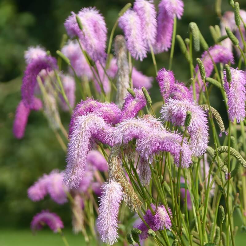 Brūnvālīte PINK BUSHES augs P9