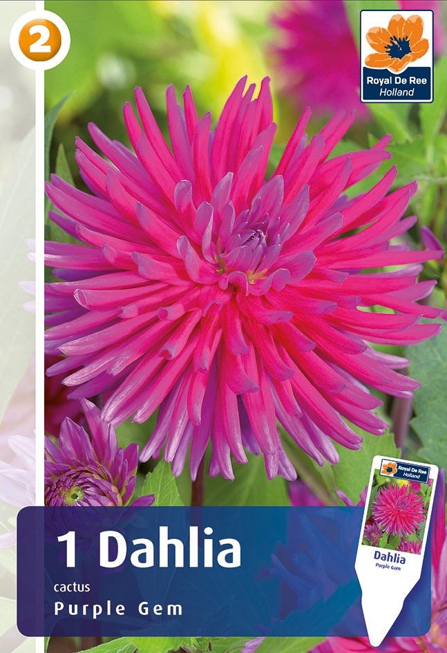 Dālija Purple Gem 1gab