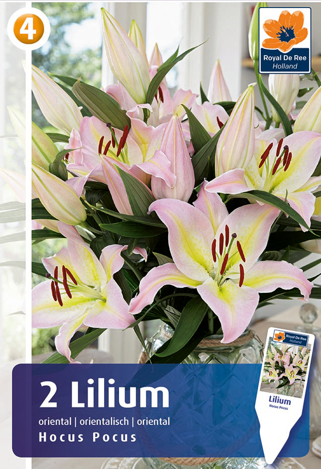 Lilija Hocus Pocus 2gab