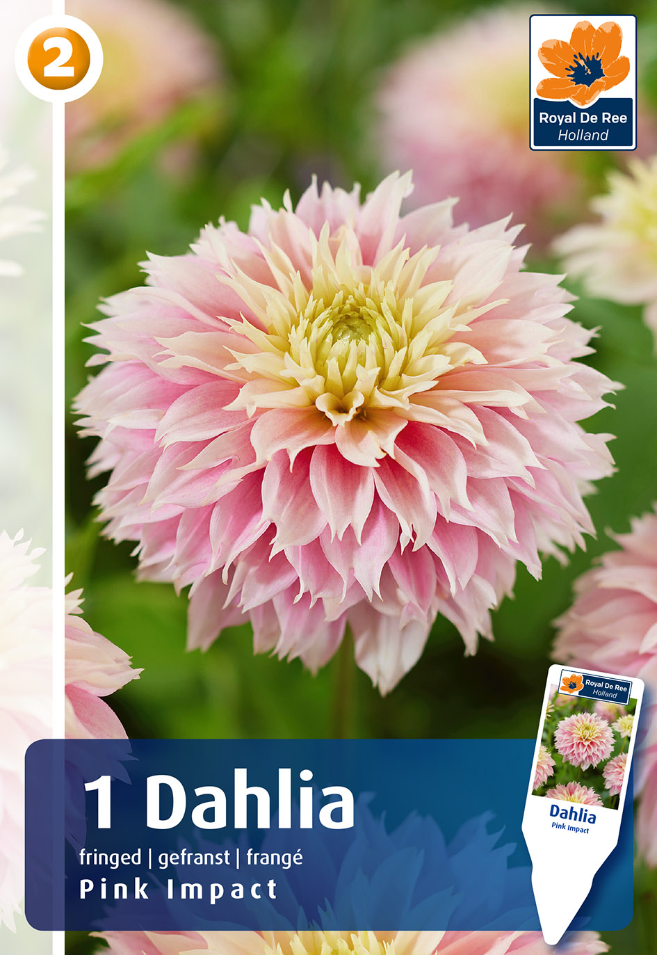 Dālija Pink Impact 1gab