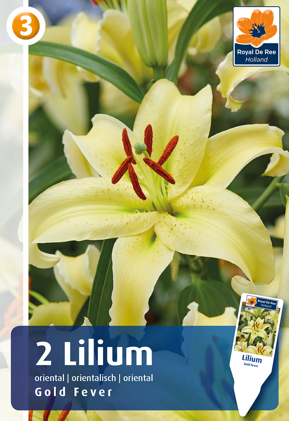 Lilija Gold Fever 2gab