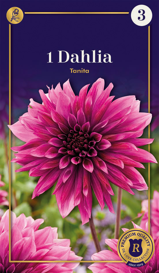 Dālija Tanita 1gab