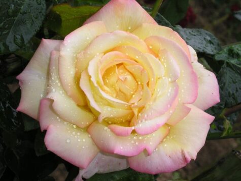 Roze 3L Gloria Dei augs 3L