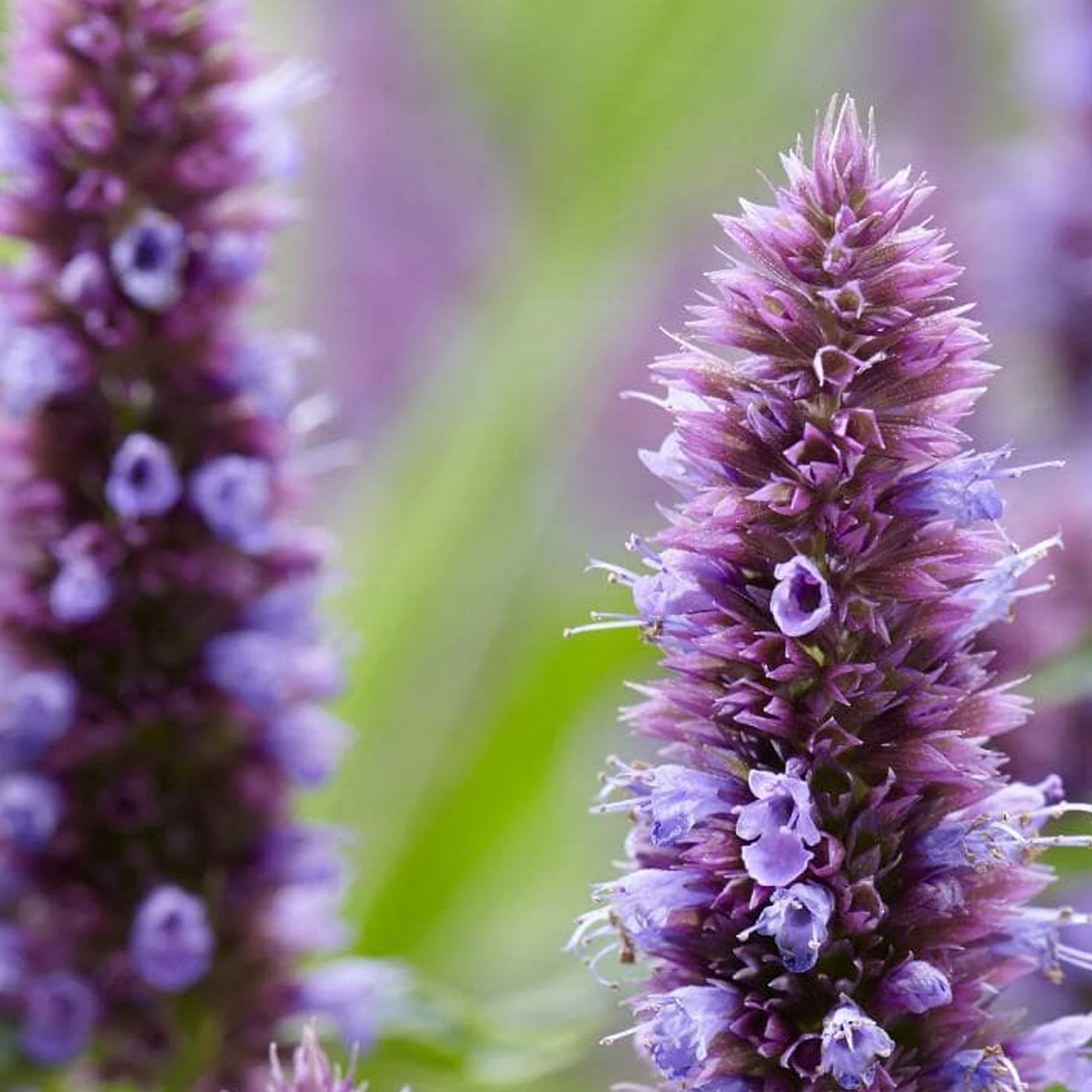 Agastahe BEELICIOUS PURPLE P9