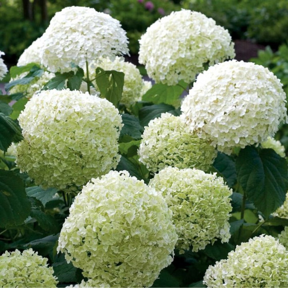 Kokveida Hortenzija Strong Annabelle augs C3
