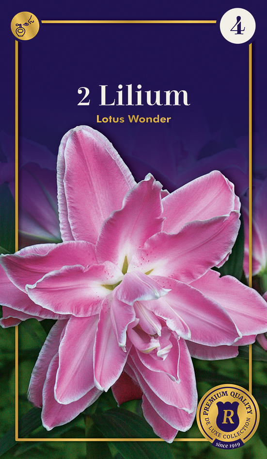 Lilija Lotus Wonder 2gab
