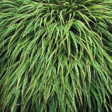 Lielā Zeltzāle Albostriata P9
